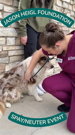 Nevada Humane Society on Instagram: "See the behind-the-scenes of our spay/neuter event! Thanks to the @jasonheiglfoundation, we were able to provide spay/neuter surgeries to 109 owned pets in Northern Nevada. 🐶🐱 23 of them were dog spays, 26 were dog neuters, 26 were cat spays, and 34 were cat neuters."