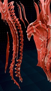 92K views · 2.3K reactions | Muscles of the Back ♻️♀️ . . Superficial...