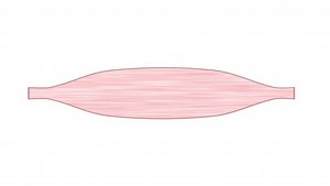 Skeletal Muscle Cell Images – Browse 11,413 Stock Photos, Vectors, and Video