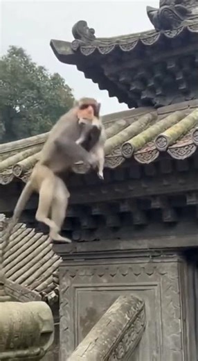 Brave Monkey Saves Tiny Kitten from Rooftop!