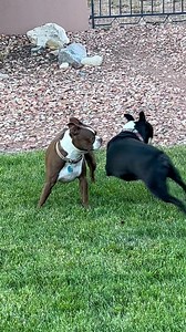 83K views · 6.4K reactions | Here is a shortened version of yesterday’s video- highlighting Gilligan’s radical spasmodic dance moves藍 | The daily adventures of Gilligan & Skipper | Facebook