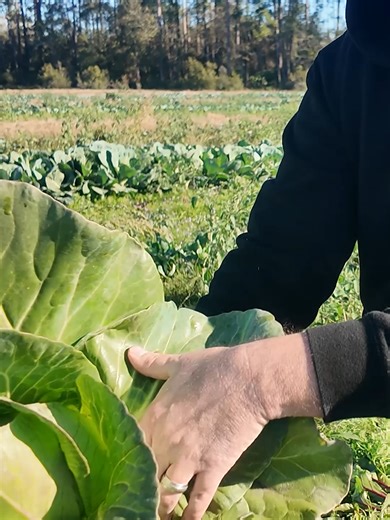 Listen to that freshness! Eating local and seasonal really does matter and makes a big impact on what you feed your family.