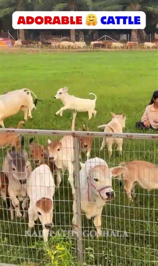 😱 OMG! 1-2 Feet Tiny Cows at Nadipathy Cattle 🐄 You Won't Believe Your Eyes! #viral #reels #yt #on