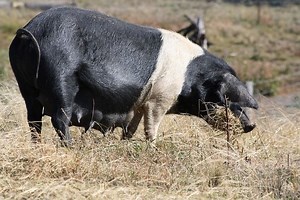 Wessex Saddleback - Alchetron, The Free Social Encyclopedia