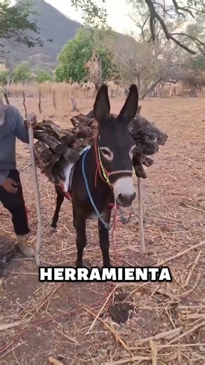Cargando leña de forma correcta #campo #agriculture