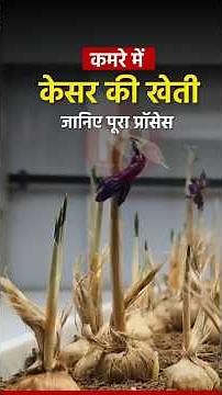 How to do indoor saffron farming? Whole Process explained #saffronfarming #indoorfarming