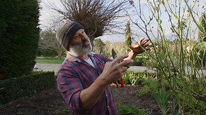20K views · 541 reactions | How to prune standard roses and harvest leaks for continuous picking. Maresi! | Vasili's | Facebook