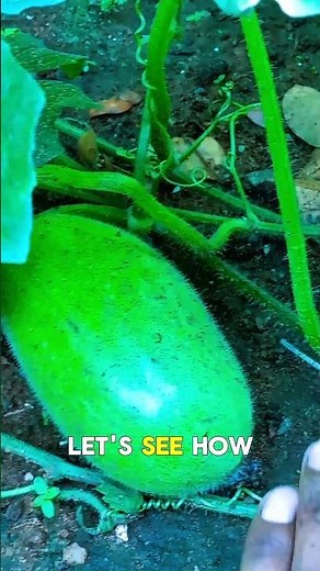 Easy Hand Pollination Guide for Ash Gourd Flowers 🌸 #gardeningtips #naturalfarming