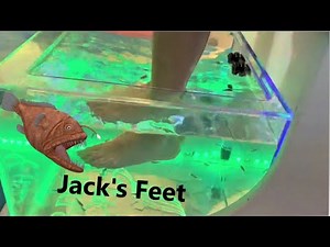Fish Pedicure - Doctor Fish Spa - Miracle Mile Shops - Las Vegas