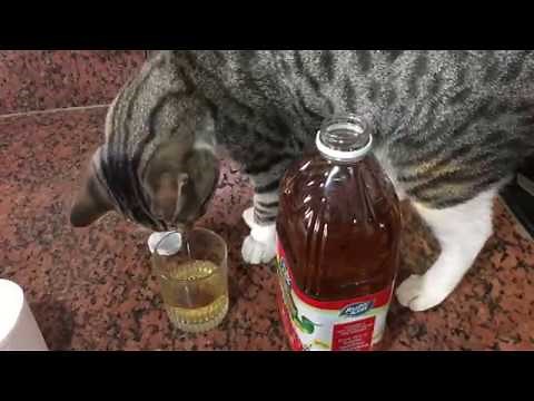 Fast way to GET RID OF cockroaches with no chemicals or smells fast and safe