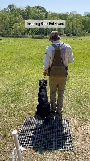 37 reactions · 6 comments | TEACHING BLIND RETRIEVES - this is a pattern blind drill that we repeat multiple times to build the dogs’ confidence. This is an SLK dog that came to us for retriever training and is now in our Advanced Retriever Training program for finishing work. #duckdogtraining #duckdogtraining #waterfowldog | Sporting Life Kennels | Facebook