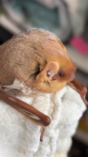 Pennsylvania Bat Conservation and Rehabilitation | One of our sweet eastern red bat floofs. She’s recovering from head trauma after suffering a window collision ❤️ Bats primarily use sound... | Instagram