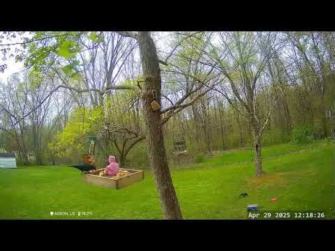 *On This Day 1 Year Ago* Live Spring Treetop Bird & Critter Cam!