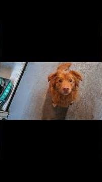 Out and about Rally obedience training, with Oti Adventure Toller.