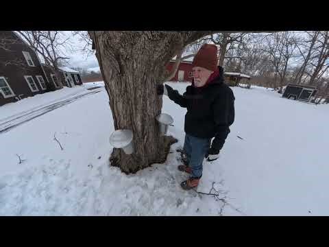 Maple Syruping Demonstration