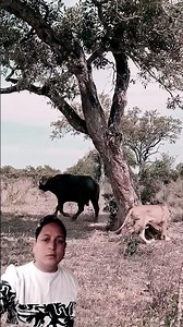 #animals #loine #vairal #otomotifindonesia #shorts #filterchallenge #greenscreen #reaction #yt