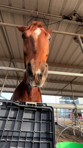 Beware of the Most Dangerous Horses