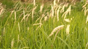 White flowers of Alang-alang, Blady grass, Cogongrass, Japanese bloodgrass, Kunai grass, Lalang, Thatch grass or Imperata cylindrica swaying according to the soft wind in the evening.