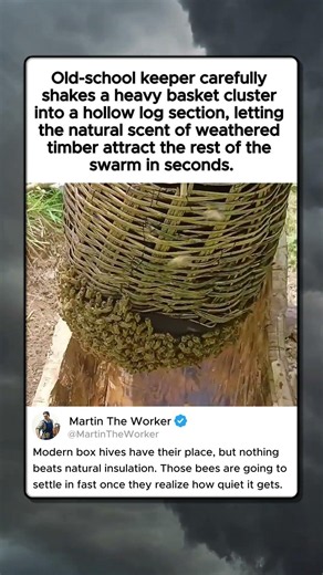 TRADITIONAL LOG HIVE BEEKEEPING IN ACTION