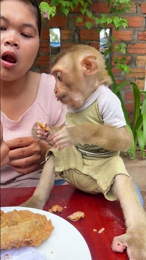 Monkey grows in love with human family forever 🐵