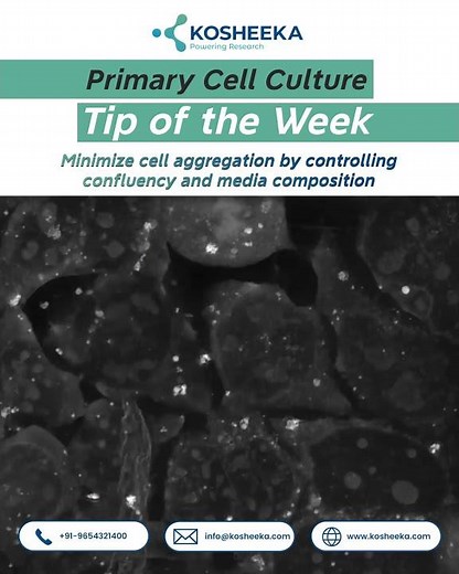 Cell Aggregation: Impact on Survival & Proliferation | Biotech Tips from Kosheeka