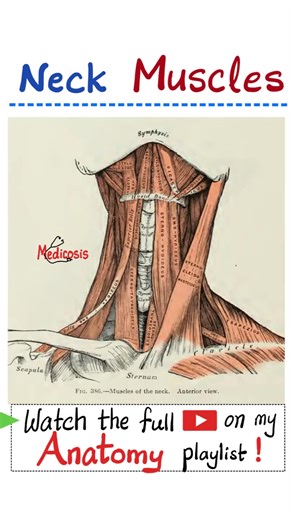 Muscles of Neck - Anatomy of Head & Neck (Part 2)....#doctor #nurse #anatomy #physiology #biology #surgery #neuroscience #neuroanatomy #usmlestep1 #mbbs #medicalassistant #MedicalEducation #premed #dentist #medical #doctor #USMLE #NCLEX #pharmacy #nurselife #nurse #paramedic #biochemistry #chemistry #education #science #mcat #pharmacist #physics #doctors #anatomy #nephrology #physiology #health #pathology #physician #bone #orthopedia #orthopaedic #diet #gym #fitness | Medicosis Perfectionalis