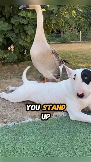 🐾 Bull Terrier: why they always know you're about to do something 🐶🤍#dogshorts #bullterrier