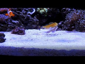 Watchman Goby Spotlight (including Fight Sequence)