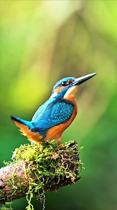 Kingfisher bird, these colorful birds are known for their incredible fishing skills. Fun Fact: Kingfishers can dive into water at speeds reaching 25 mph to catch fish with pinpoint accuracy. #Kingfisher #BirdLife #NatureFacts #WildlifeWonders | Listpull
