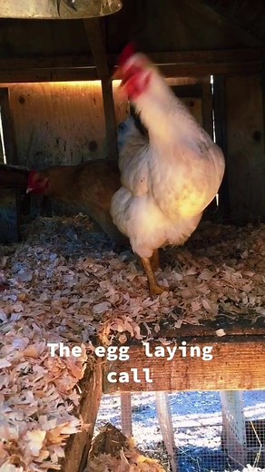 Understanding the Egg Laying Call in Chickens