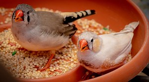 11 Things Finches Like To Eat (Diet, Care & Feeding Tips)