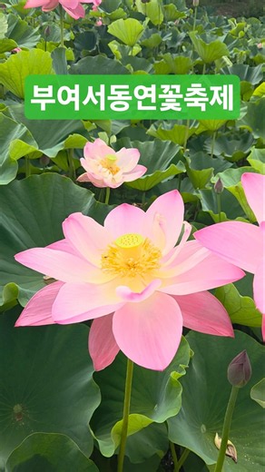 부여서동연꽃축제 7월3일~7월5일까지 #충남부여군 #부여군 #부여여행 #부여가볼만한곳 #부여서동연꽃축제 #부여연꽃축제 #부여궁남지 #부여서동공원 #궁남지