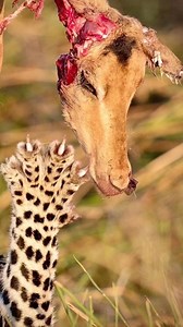 244K views · 859 reactions | FollowIG @bigcatsnamibia Now !...