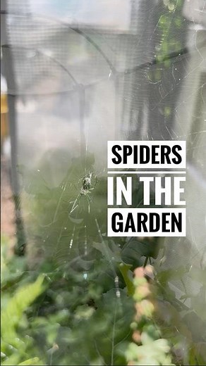 Natural Pest Control: How Spiders Help Your Garden Thrive