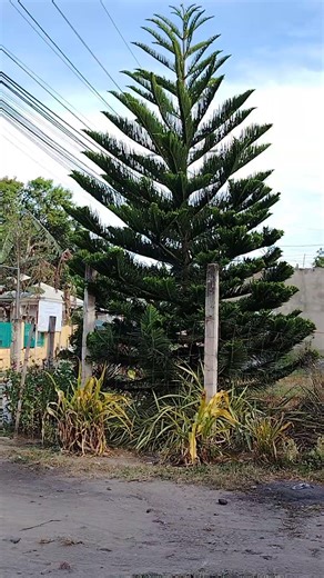 Pine Tree/Norfolk Island pine (Araucaria heterophylla), often called a "living Christmas tree