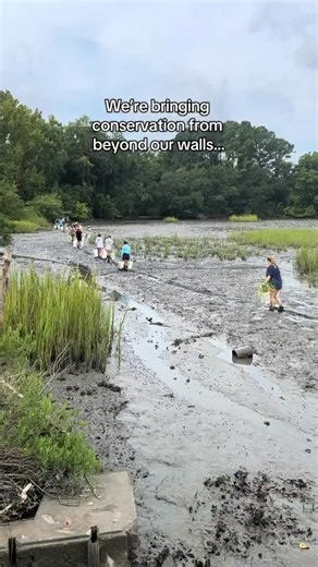 1.8K views · 43 reactions | ️ Explore our fascinating fieldwork and conservation initiatives in Conservation Coast! From citizen science to hands on fieldwork and research, you’ll learn how to get involved and meet the critters we’re protecting along the way 呂 . . . #aquarium #southcarolinaaquarium #chs #chstoday #conservation #conservationcoast #protectwhatyoulove | South Carolina Aquarium | Facebook