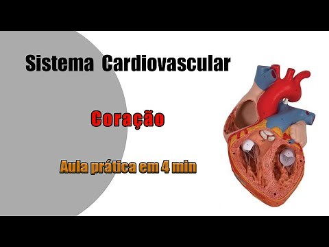 Anatomia Cardiovascular - Coração - Aula Prática