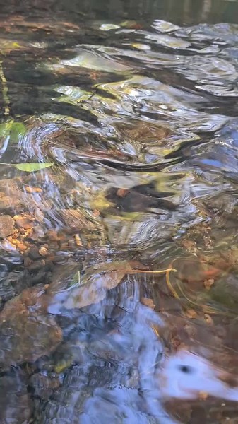 Relaxing River Sounds: Nature's Best ASMR Experience