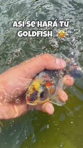 1K views · 45 reactions | LAS MEJORES COMIDAS PARA GOLDFISH #fish #goldfish #fishofinstagram #oranda #japanesetattoo #koi #telescopegoldfish #fishtanksofinstagram #goldfishofinstagram | Goldfish Union Costa Rica | Facebook