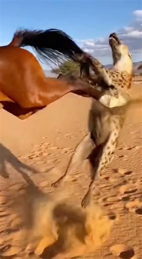 The Horse Didn’t Let the Hyena Try Again Part2