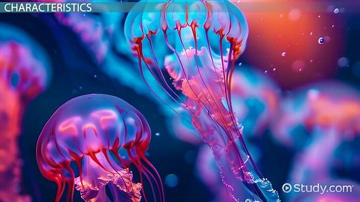 Cnidaria & Ctenophora | Habitat, Types & Characteristics