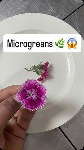 Microgreens 🌿 are not garnish — they are flavour boosters, aroma enhancers & plating upgrades used in every fine-dining kitchen. Here are the Top 8 Microgreens every chef should use for restaurant-style cooking. #reelitfeelit #igdaily #trendingreels #trendingsong #trendingaudi #instagramreel #explore #explore #feed #igtrendsv Chive Flower • Dianthus • Red Sorrel • Nasturtium • Alysumm • Basil • Ajwain Leaf • Wood Sorrel Each brings colour, acidity, aroma, texture & freshness that instantly make