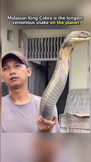 King Cobra: World’s Longest Venomous Snake!