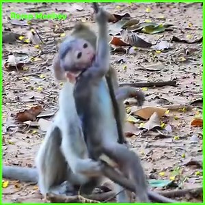 Pitiful poor baby monkey got bitten seriously so mom help!! | RESEP Monkey