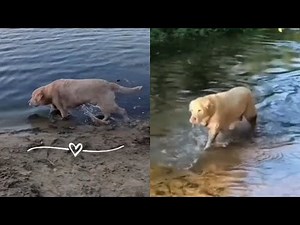 Golden Retriever Dog Enjoying The Best Splashing Day