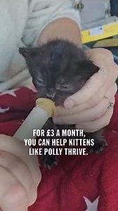 859K views · 42 shares | For just £3 a month, you can help cats like Polly feel safe, loved, and cared for again. Battersea Dogs & Cats Home is a charity registered in England and Wales (no. 206394) | Battersea | Facebook