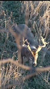 215” Kansas slammer makes his way right underneath me!! Throwback to my biggest whitetail ever in Kansas. This monarch made his way in right underneath me and the rest is history. #deer #deerhunt #deerhunter #deerhunting #deerseason #hunt #hunting #hunter #huntingseason #whitetail #whitetailedge #whitetailhunting #whitetails #bow #bowandarrow #bowhunting #bowhunter #bowhunt #bowseason #archery #archeryhunting #archeryaddict #archerylife #outdoors #outdoorsman #sportsman #bigbuck #bbd | Whitetail