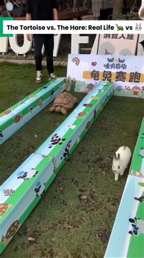 The Tortoise vs The Hare In Real Life 😭🐢🐰 #shorts