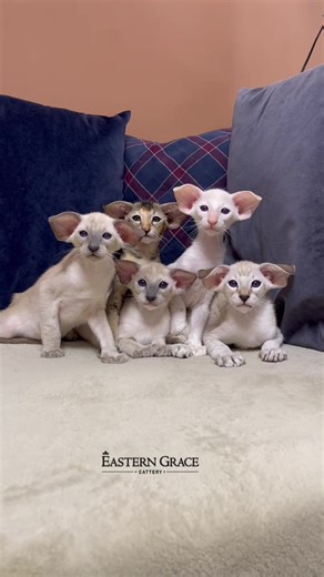 Потанцуем с кошками из Eastern Grace Cattery?