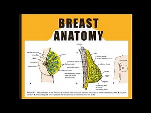Breast Anatomy